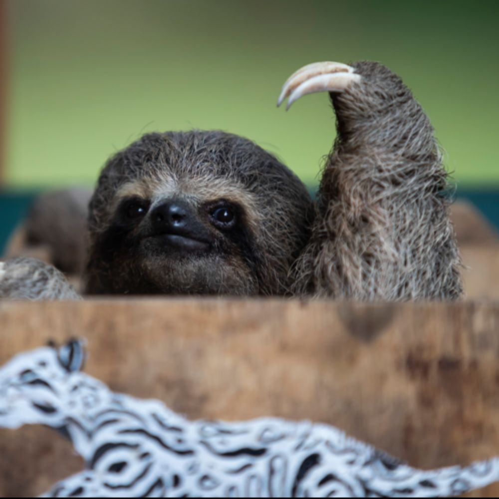 Sloth