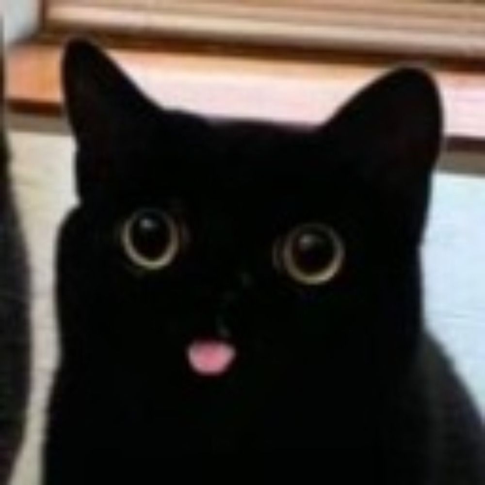 GigaCat "Giggs"