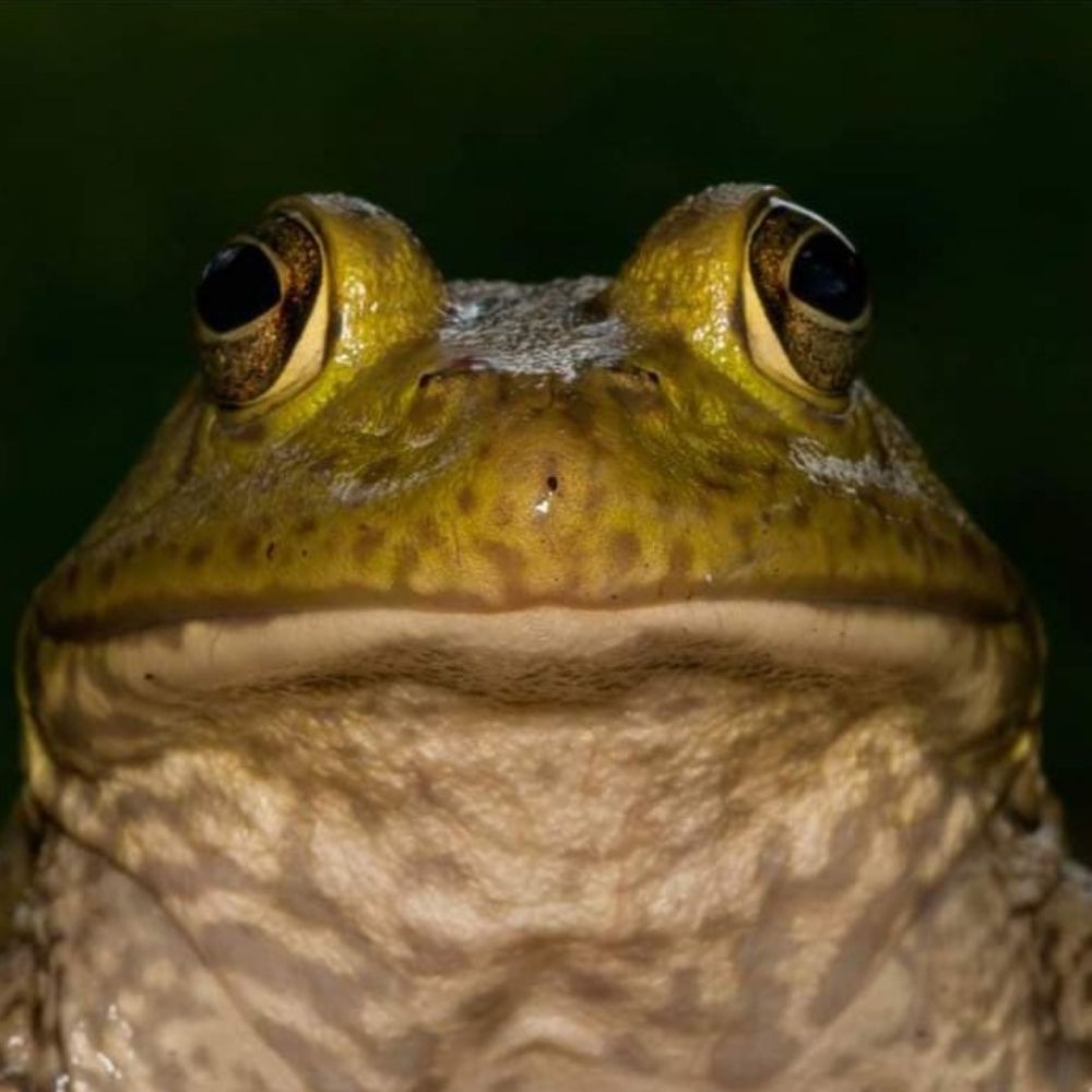 Frog Hermit Schuka