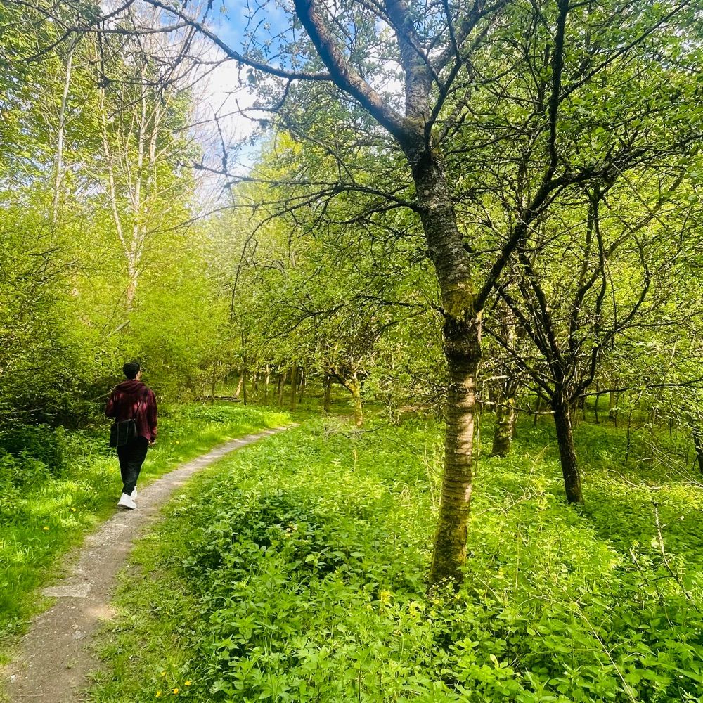 Amed Badri