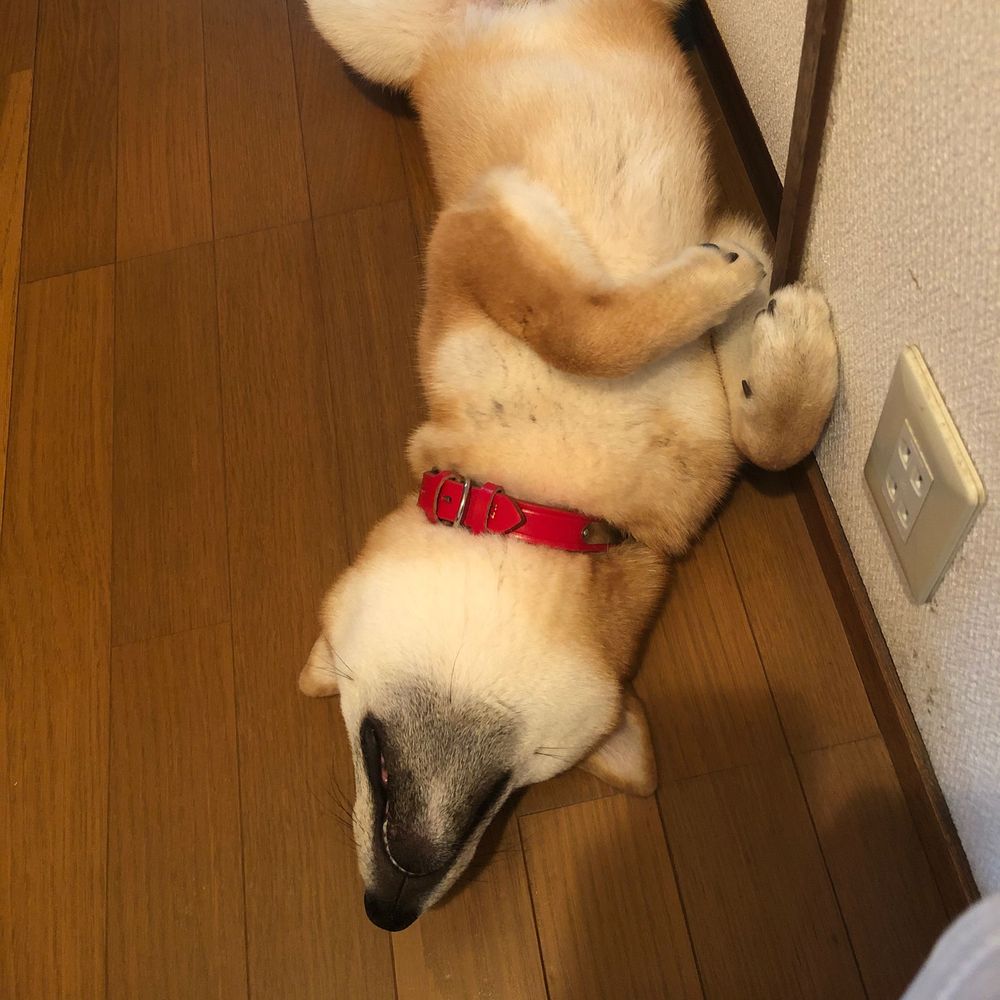 Kenji