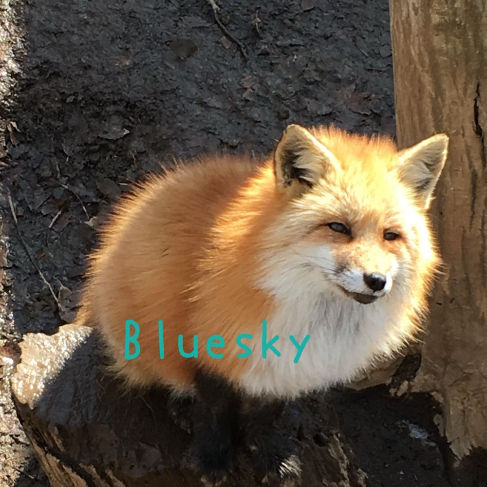 foxheigh