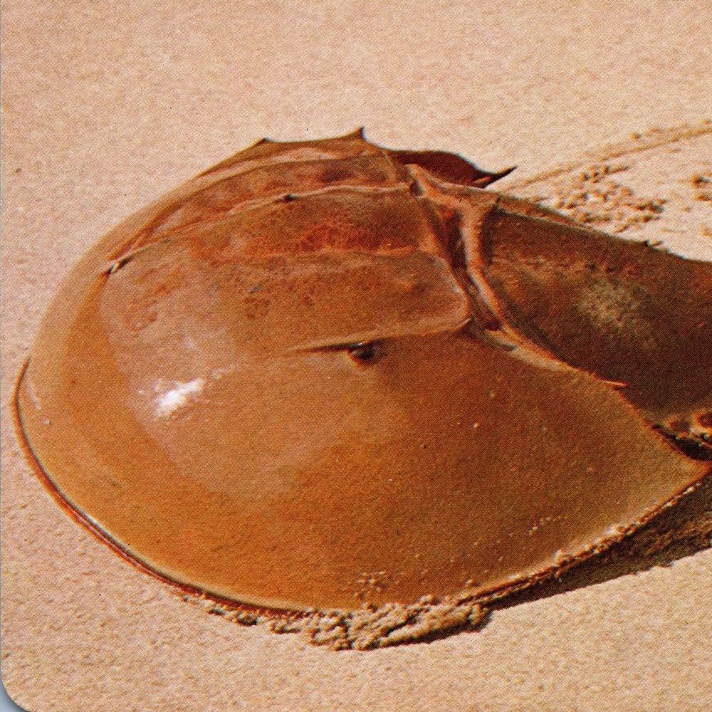 Limulus polyphemus