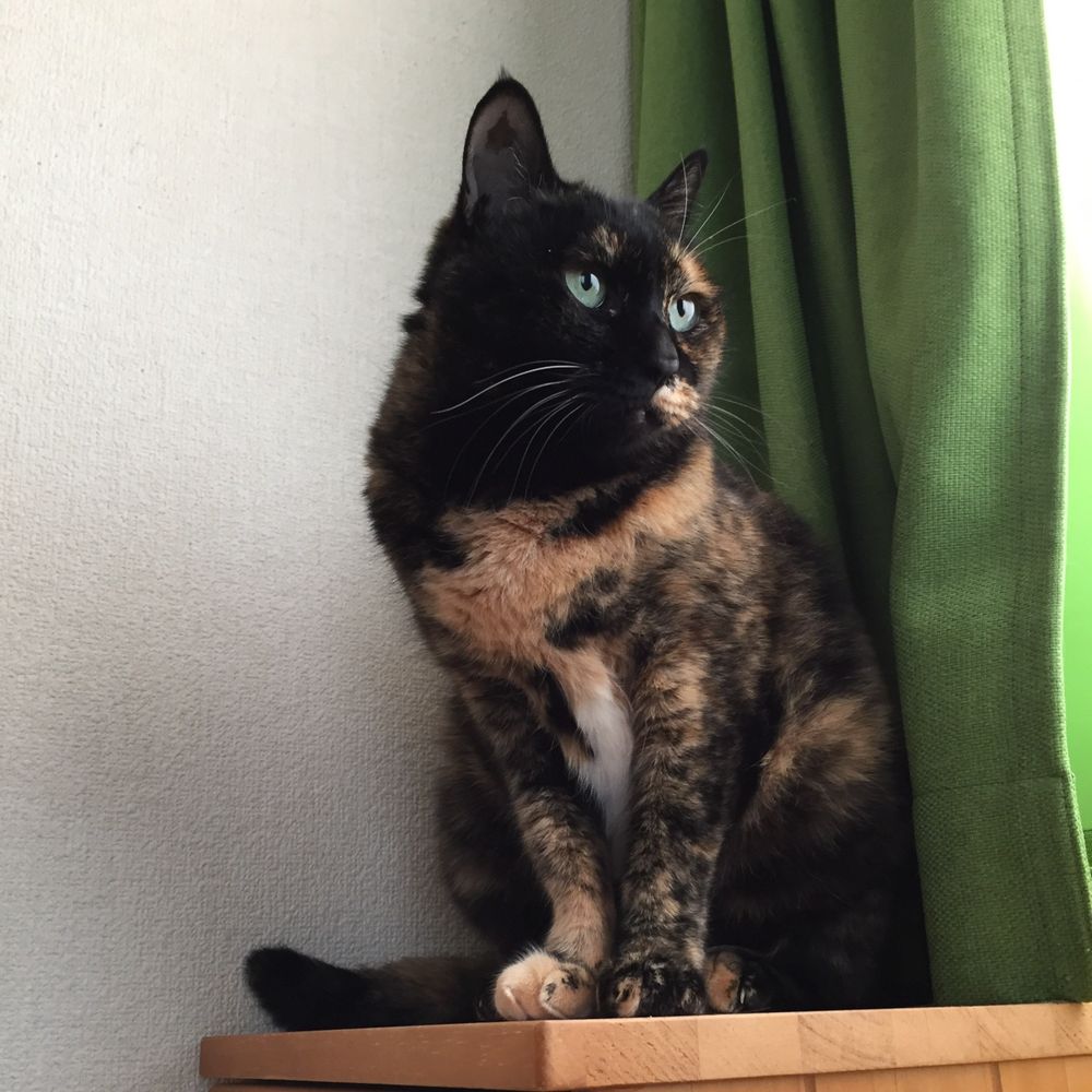 はっさく