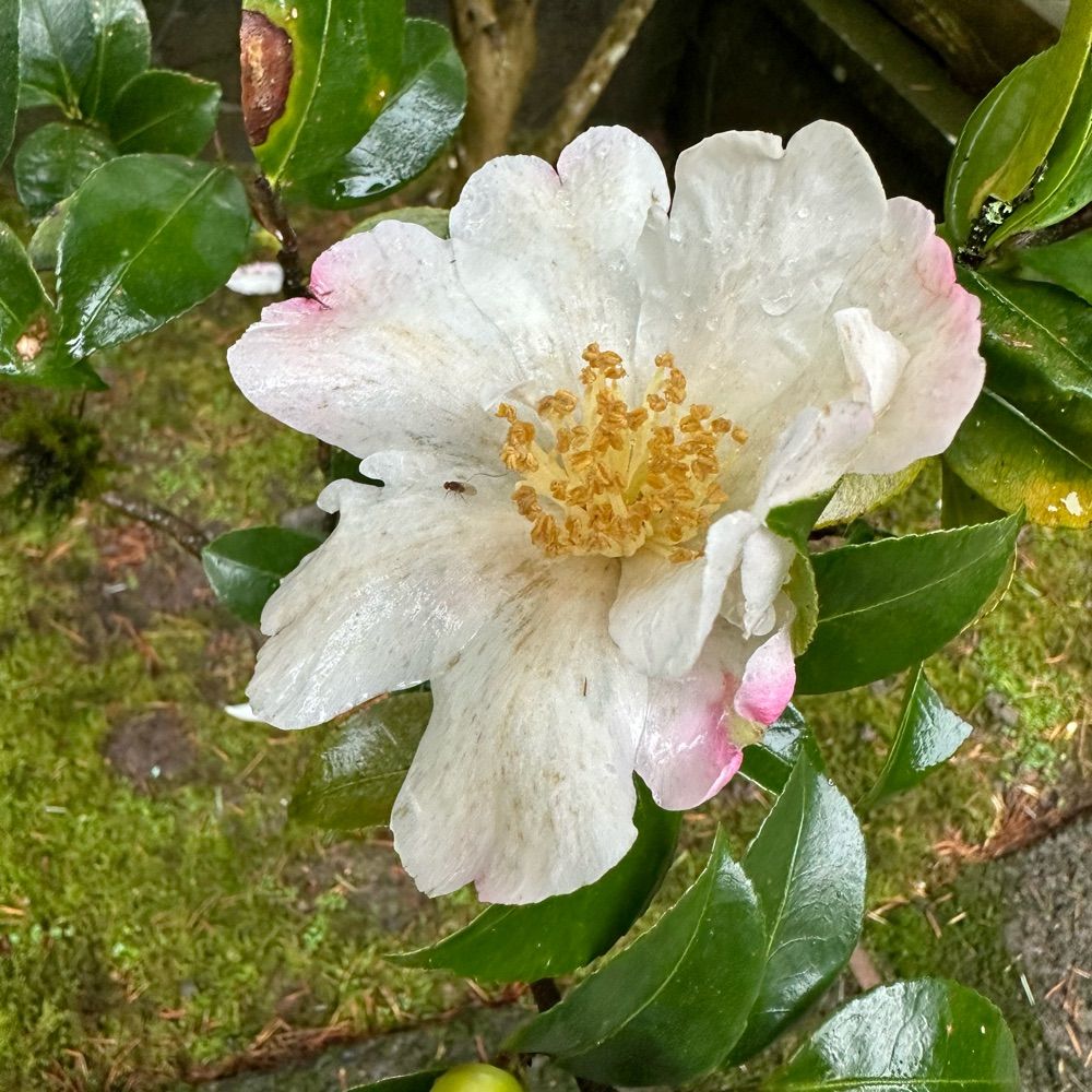 starisea