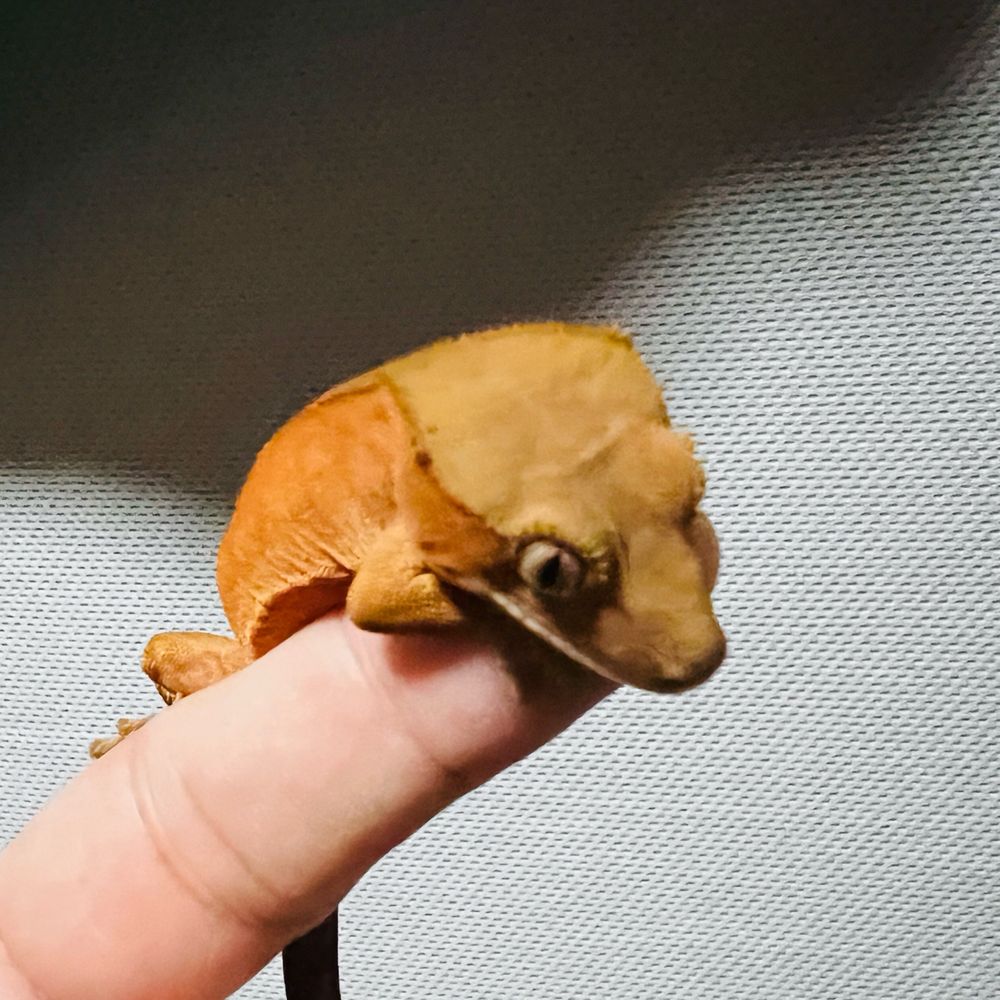 フライドチキン