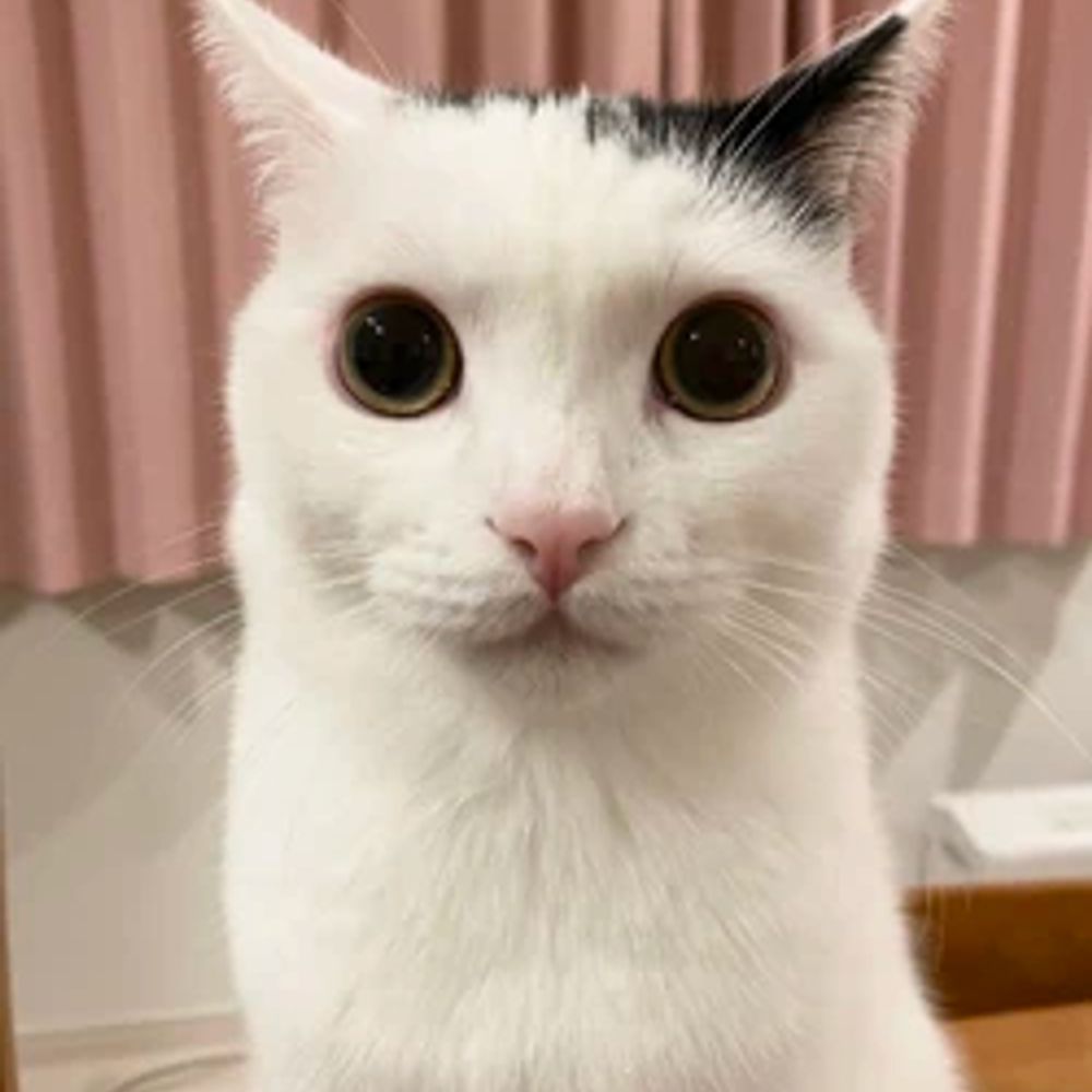 👽👽👽