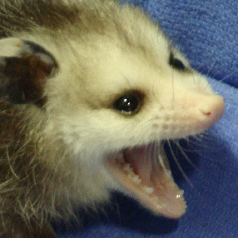 Raichii