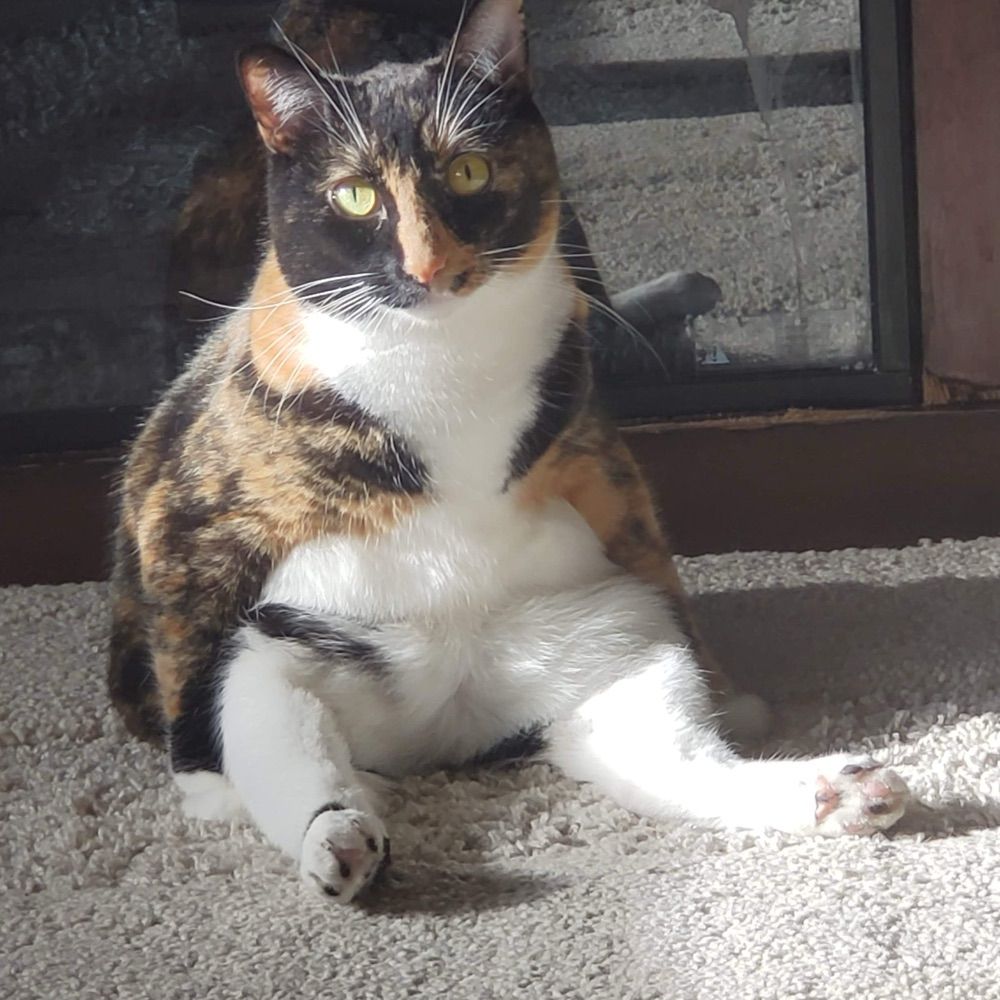 Sassy Cat