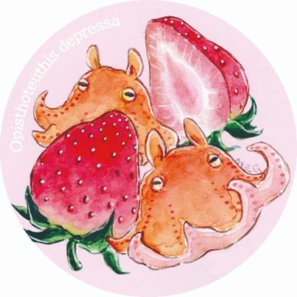 MEG🦑🐙🌸海洋生物イラスト
