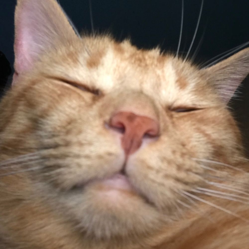 Veikko