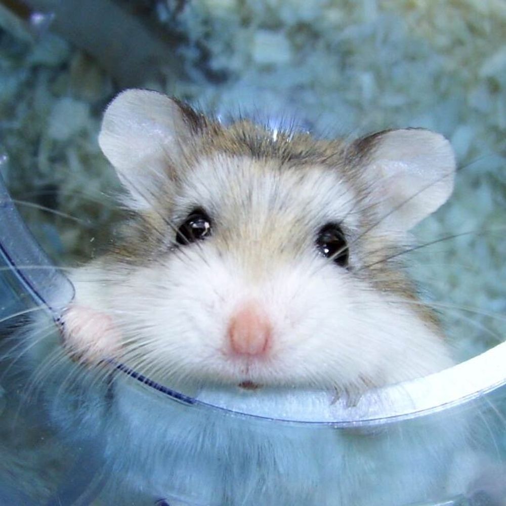 위피