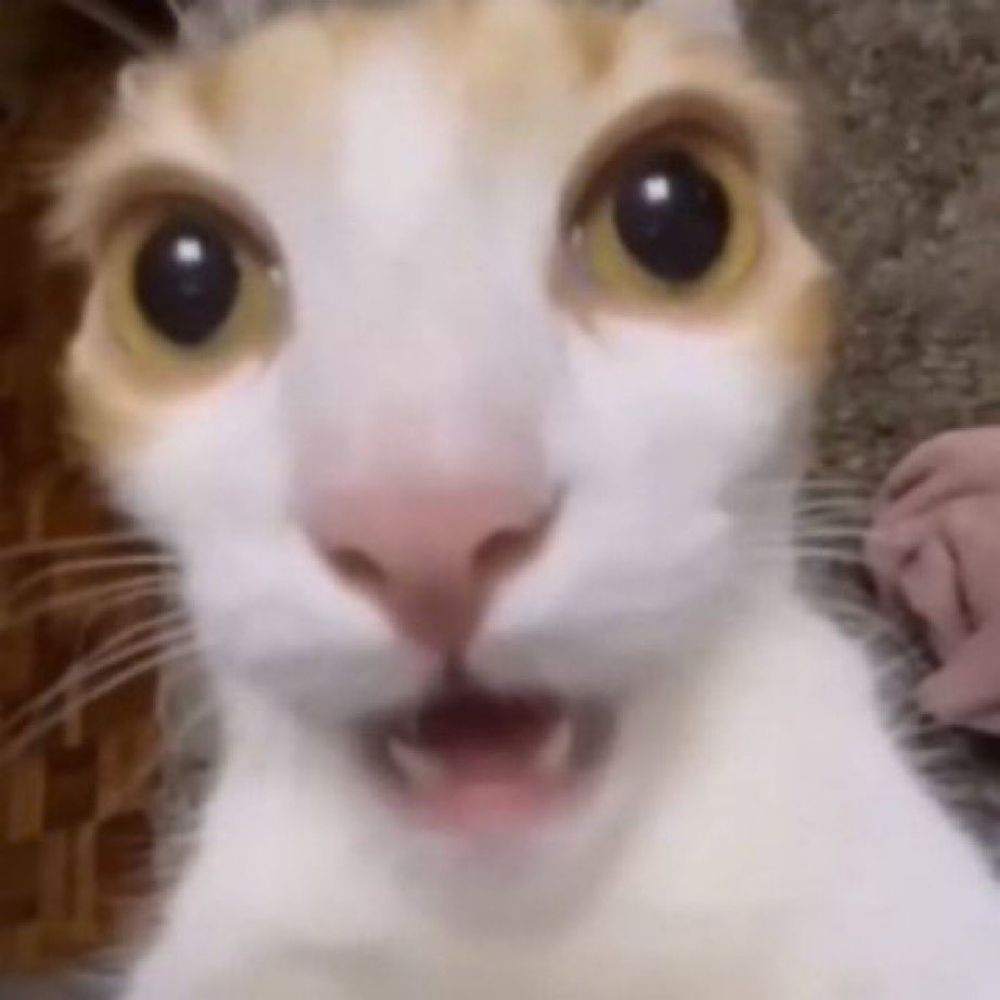 쇩기