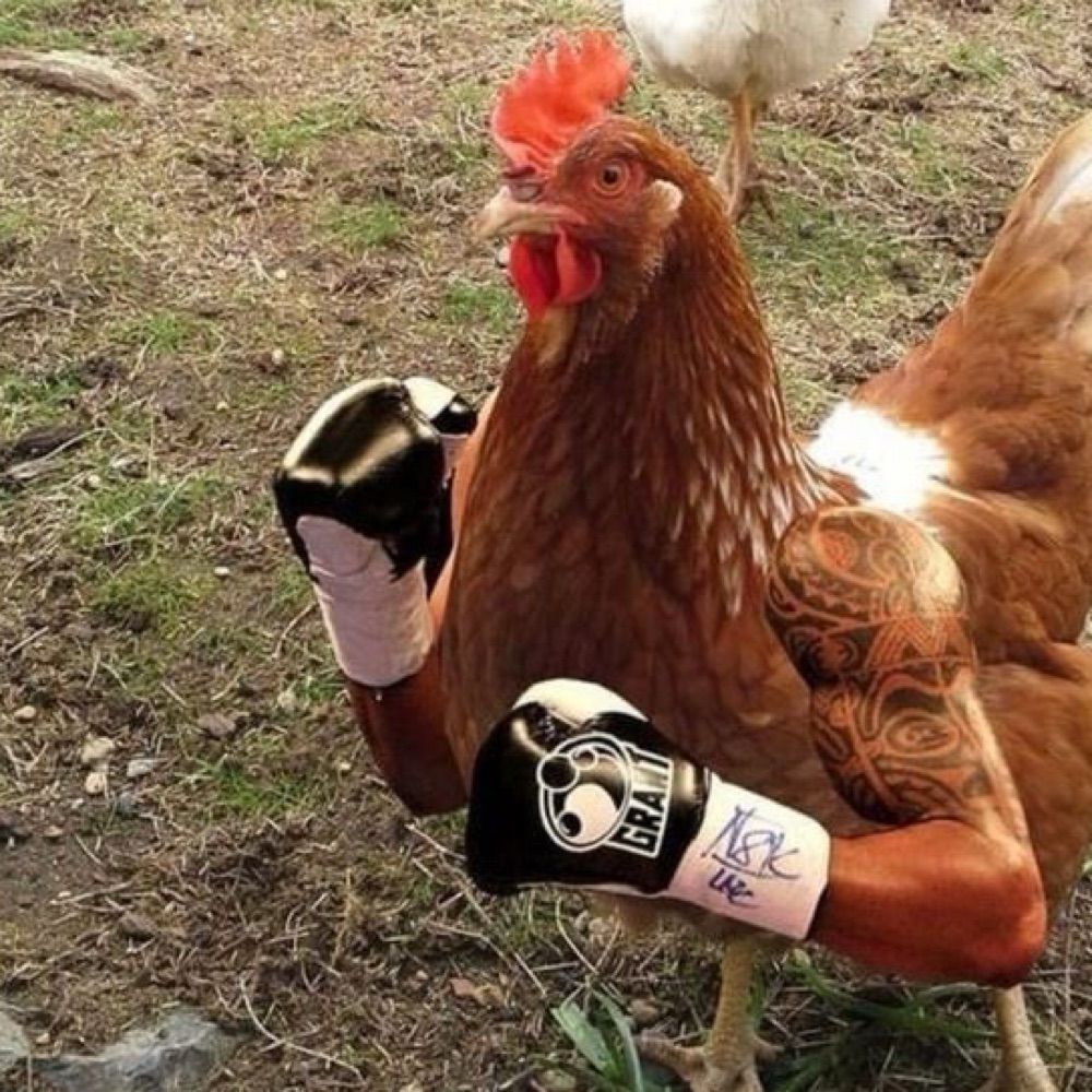 น้าเก๋าไก่🐓