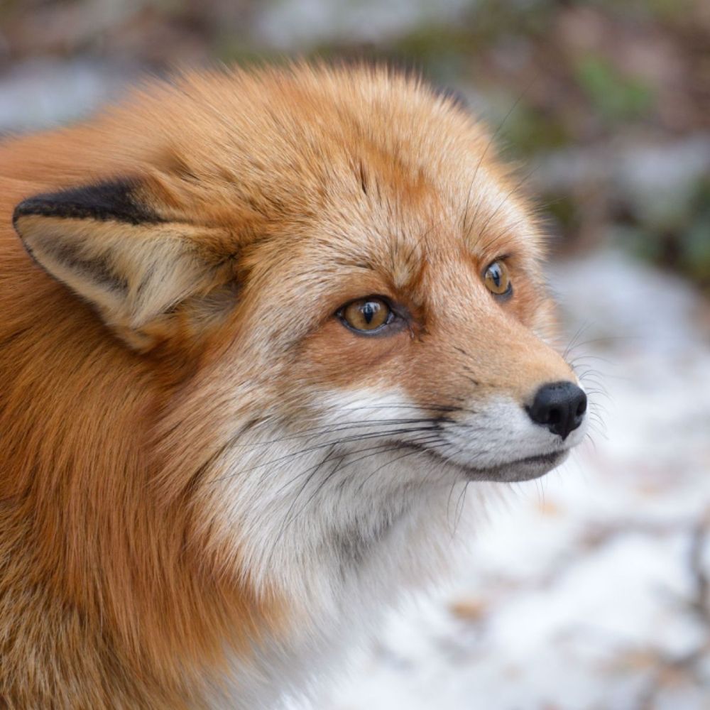 Generic Doggo Fox
