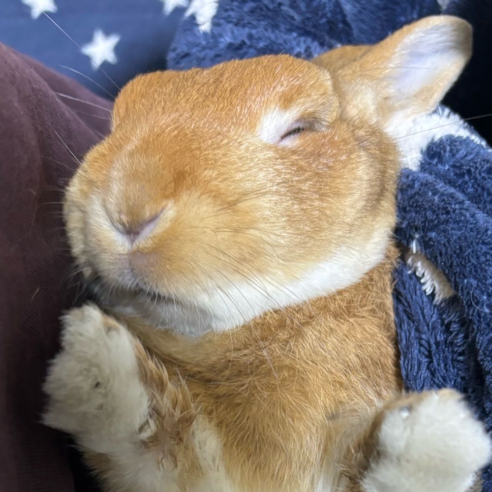 Bunny saves the world