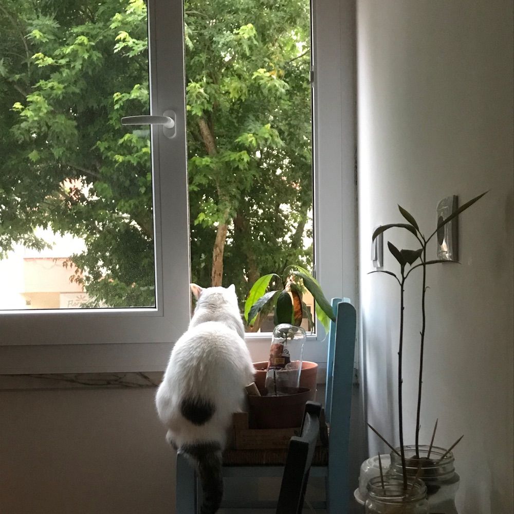 PATRÍCIA