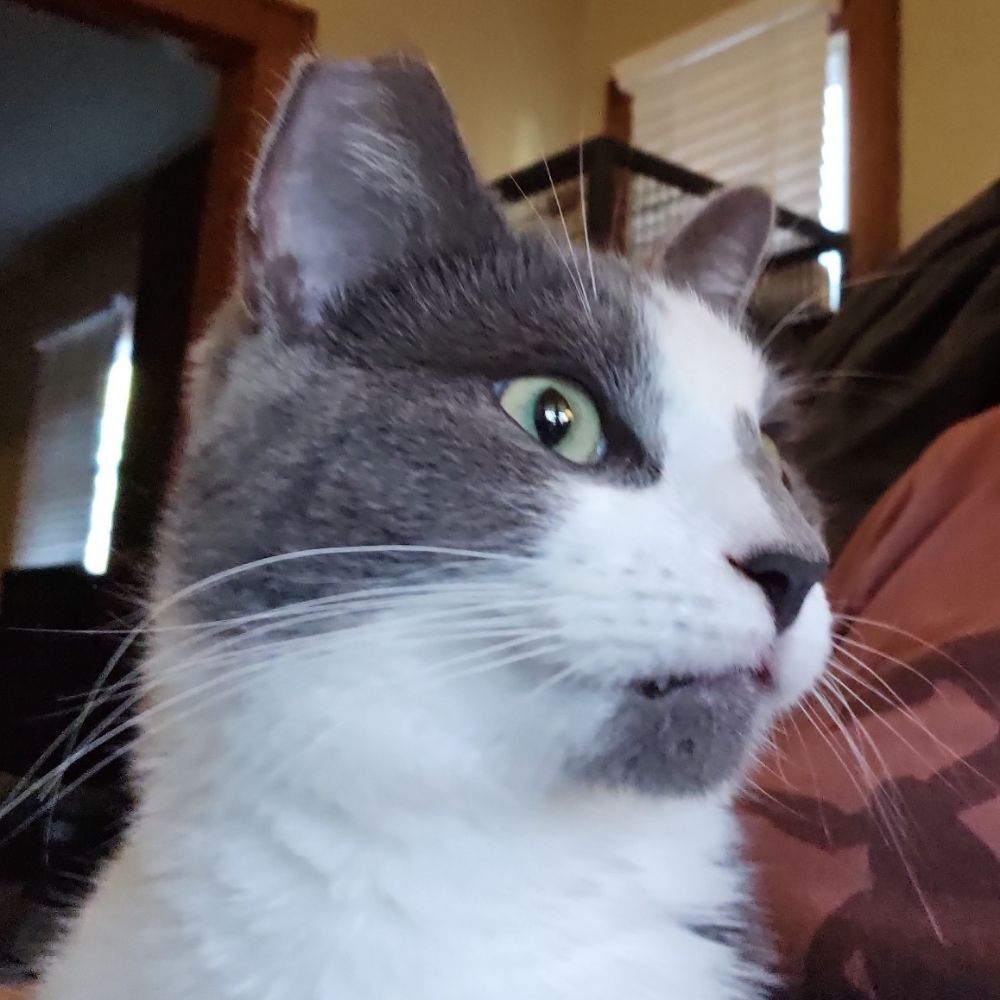 aspiecat