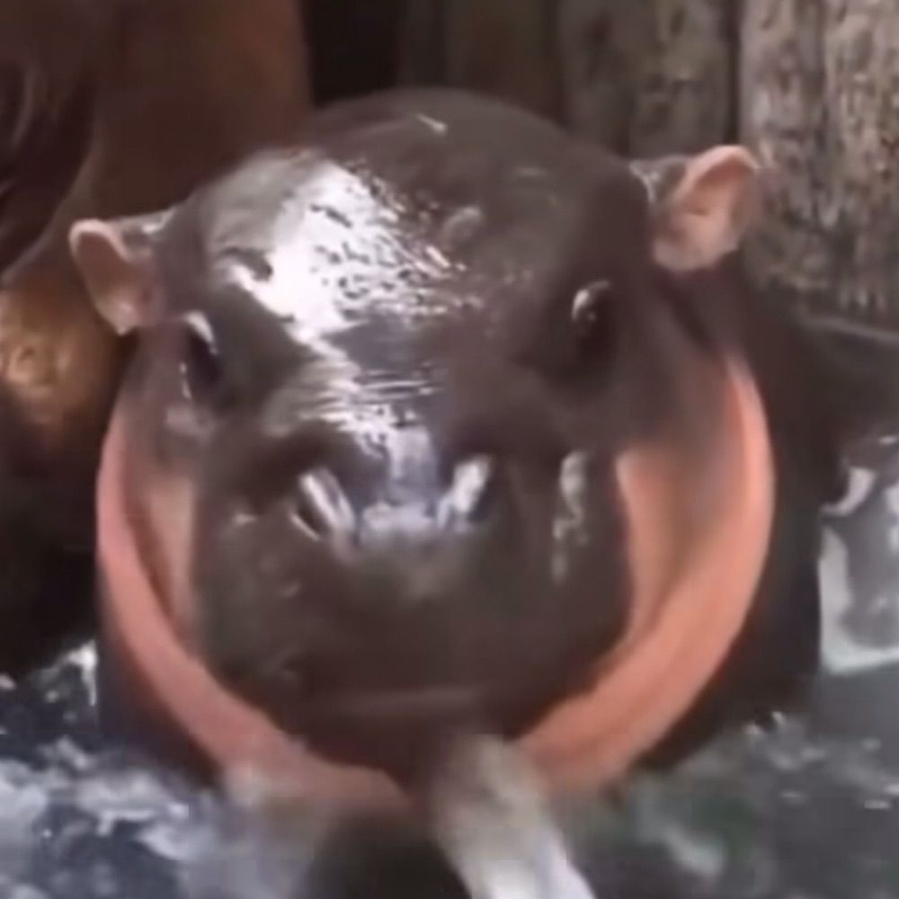 moo wan bondade pura