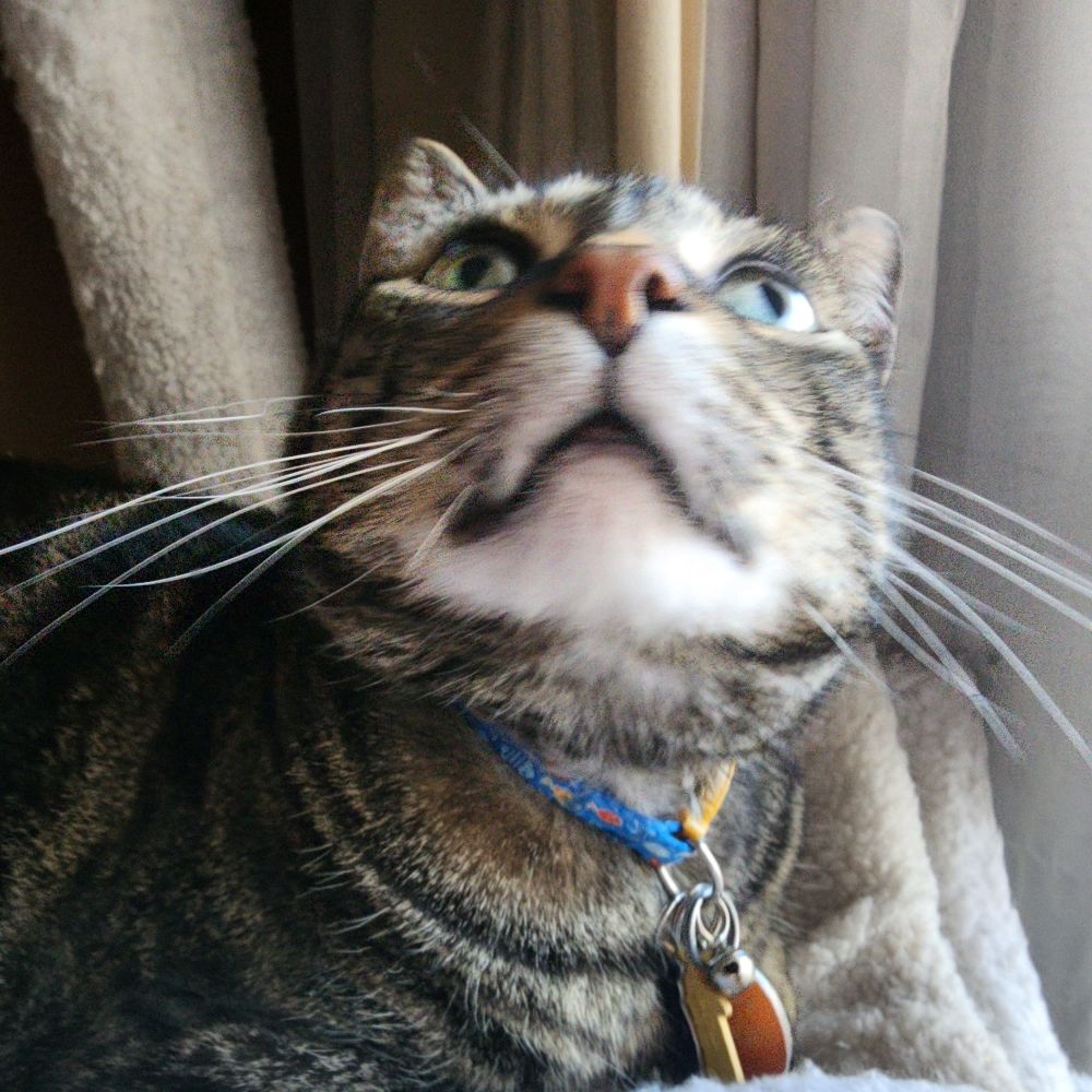 Oli