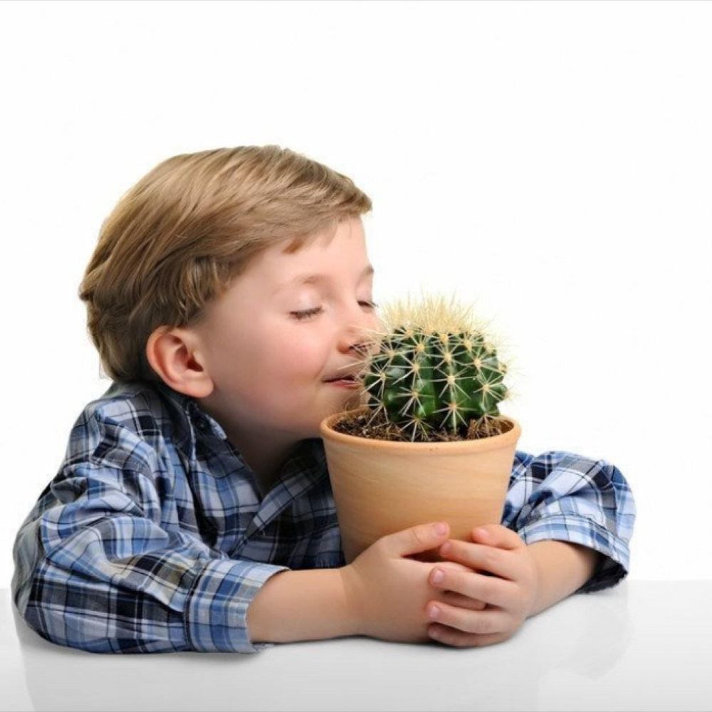 honestcactus