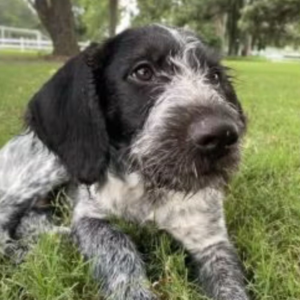 Cricket - Kr!sti Noem’s Dead Dog