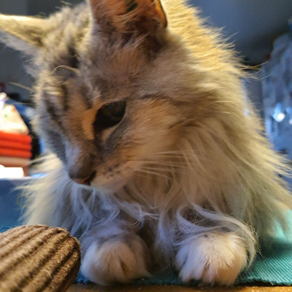 Bitter kattant