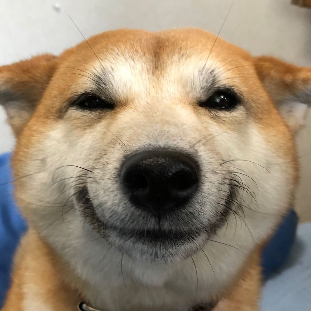 しばのひまわり