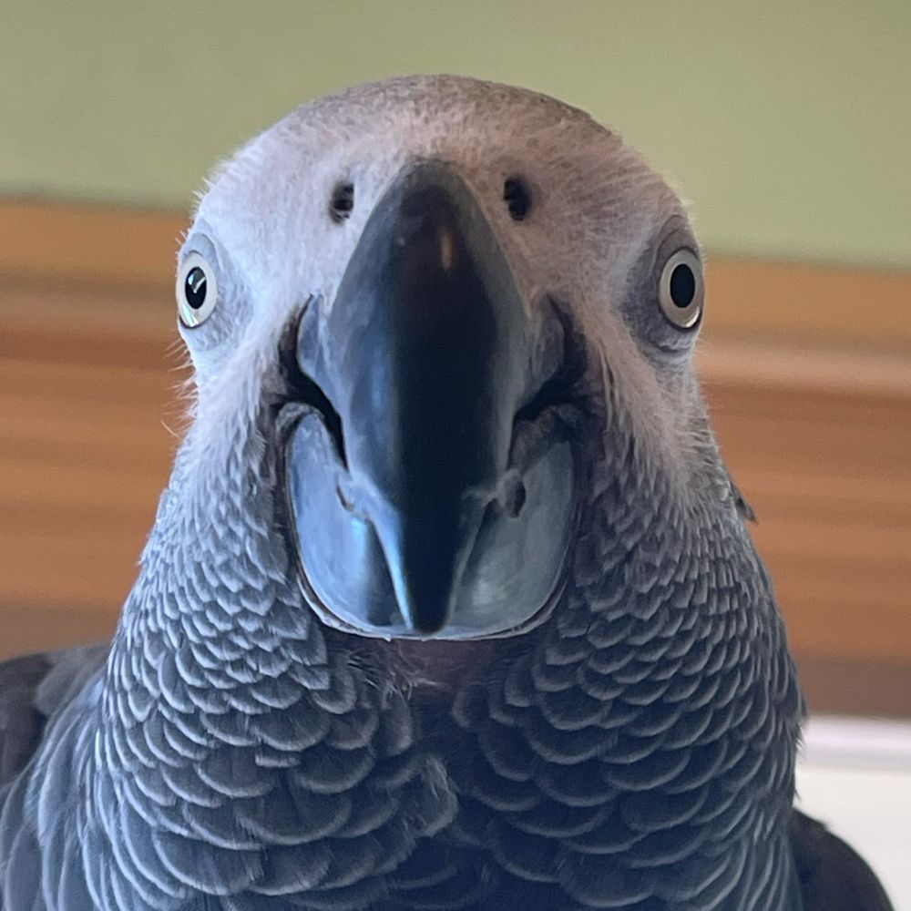 ApolloandFrens