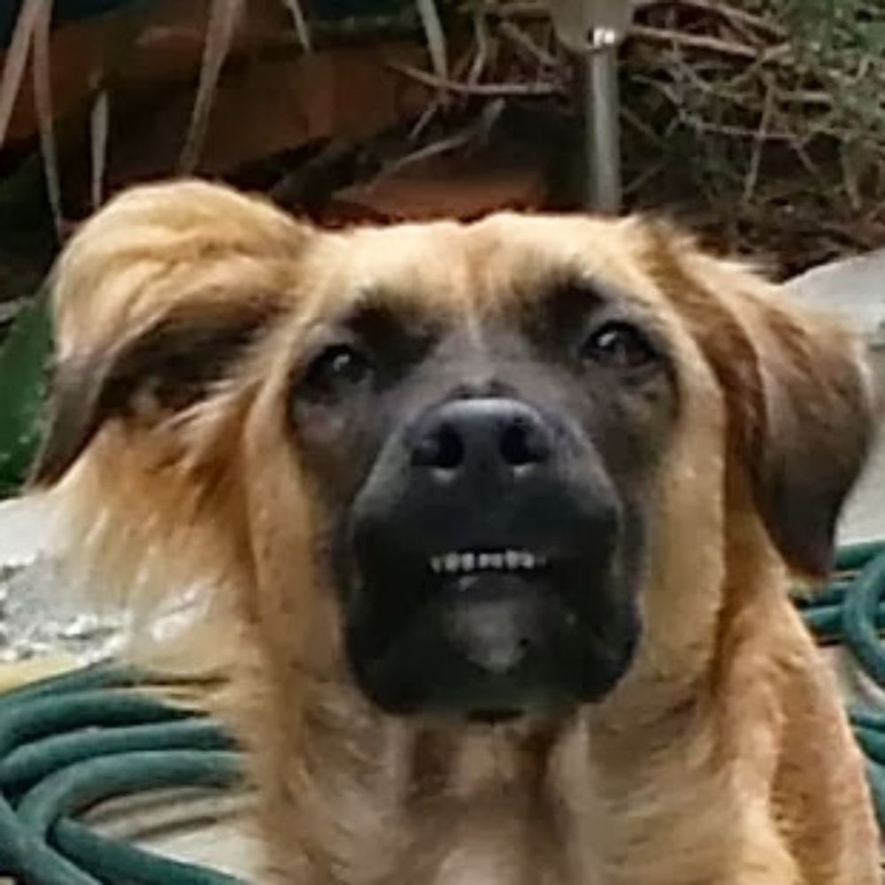 Baz