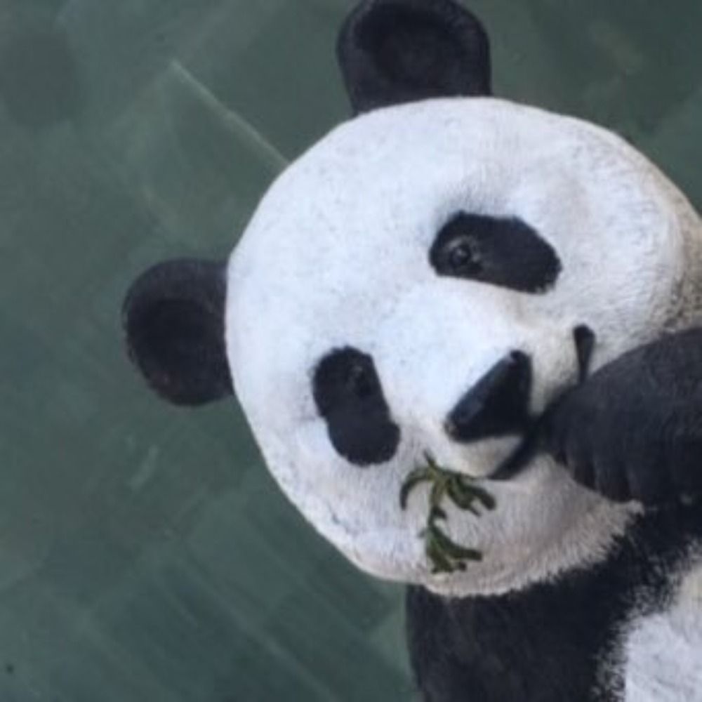 湯豆腐