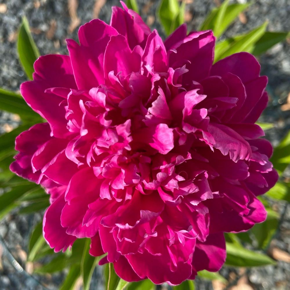 Peony