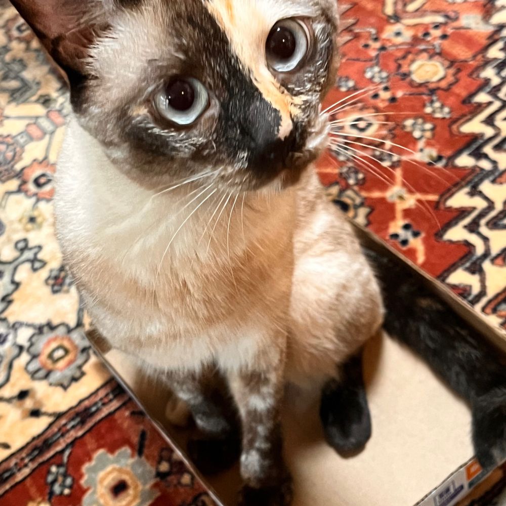 チャントラ
