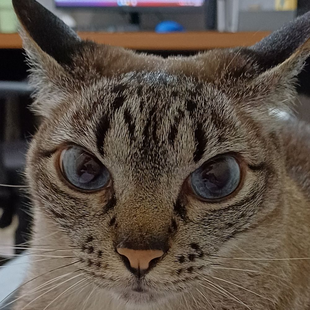 pica sensível 