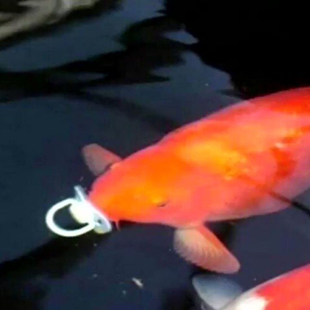 fish