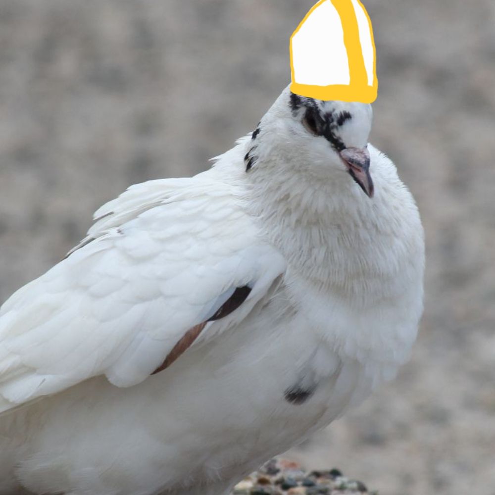 Cyaneyed Pigeon Pope🪿