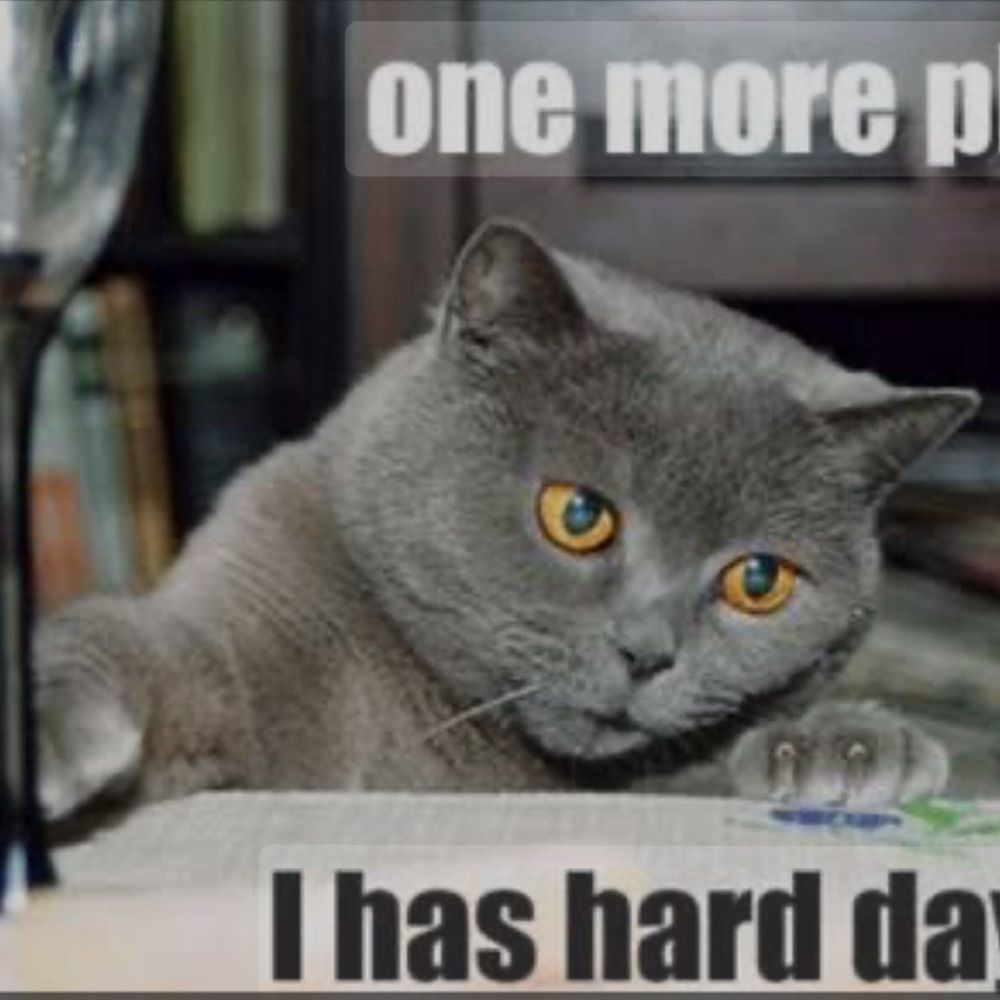 Mr Cat