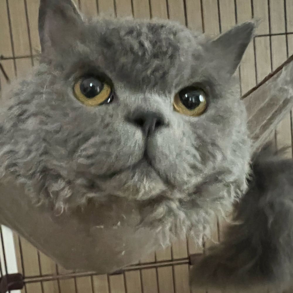 葵