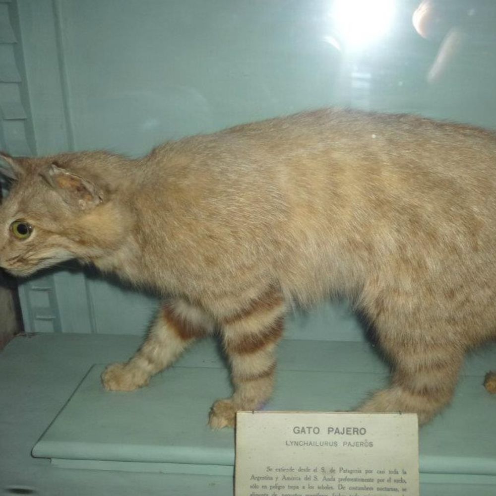 El gato de Pils