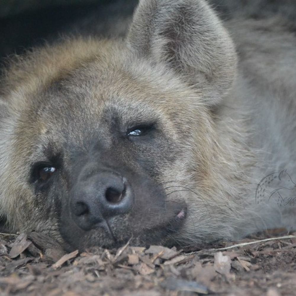 largegoop.bsky.social