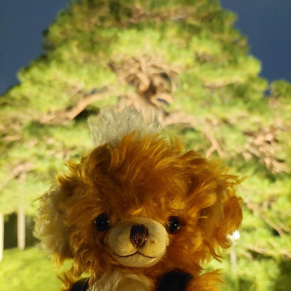 ベア太郎🧸