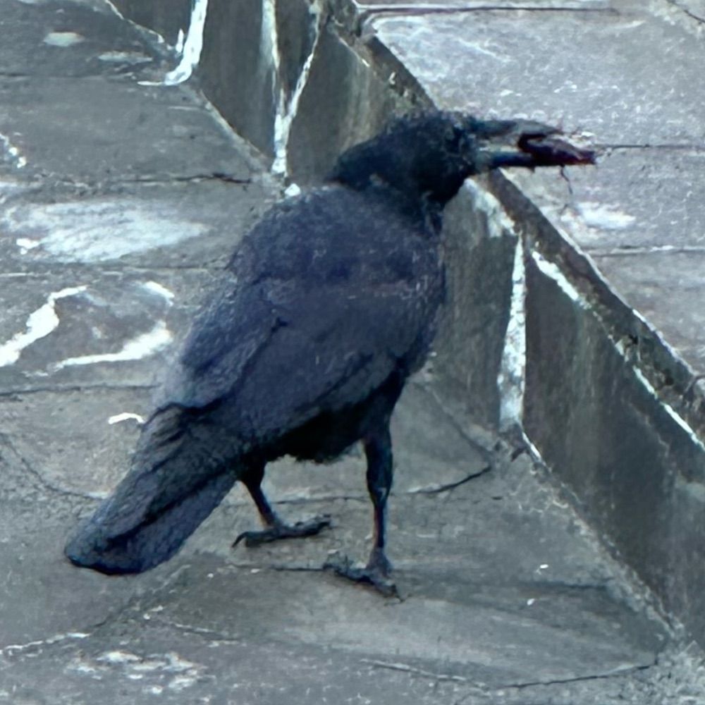 黒助