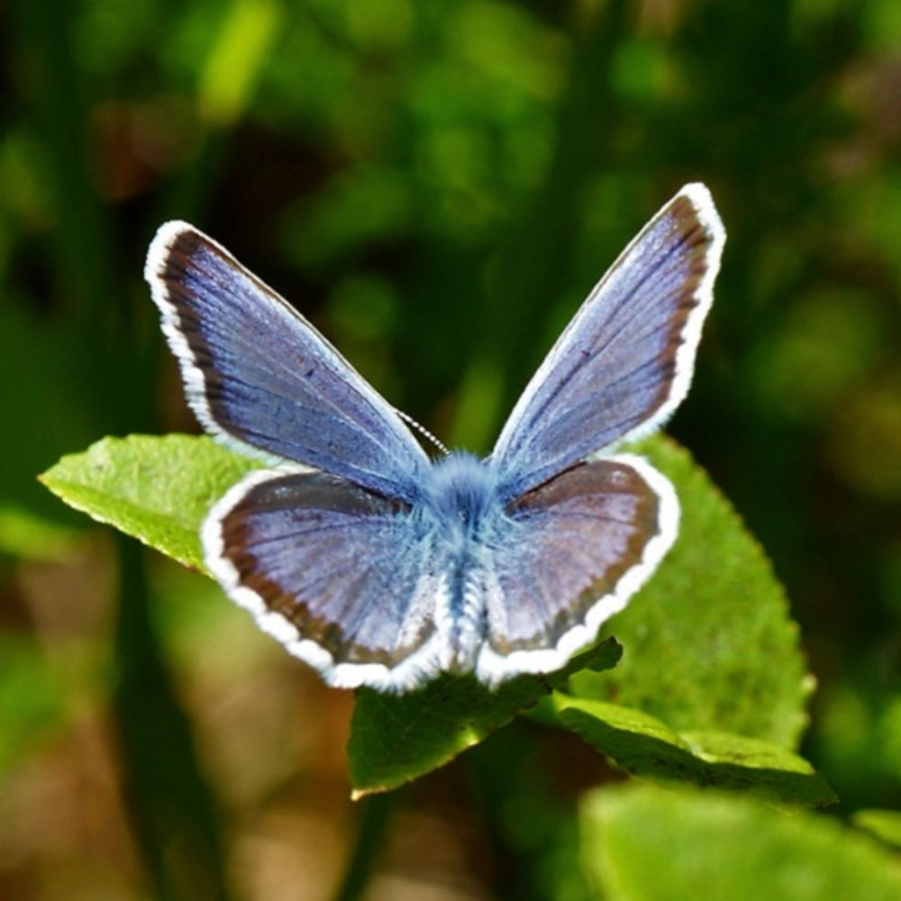 Gavia arctica