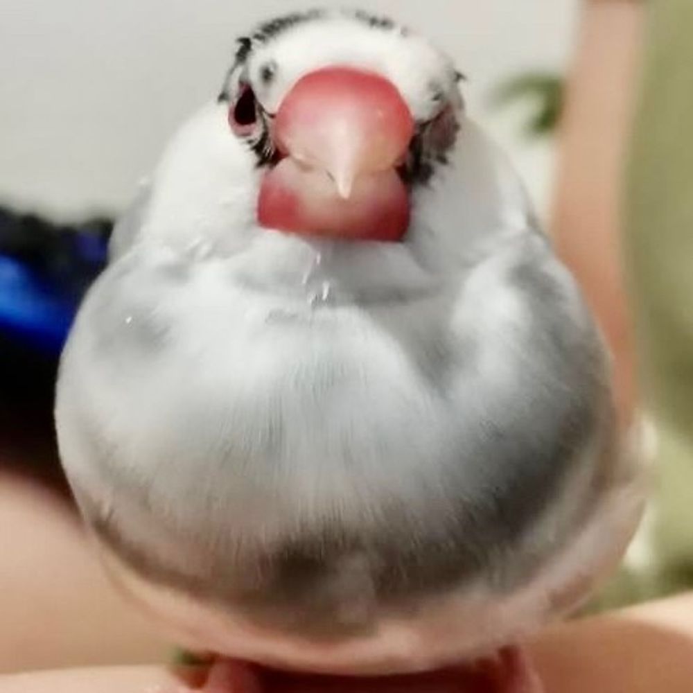 がきこ
