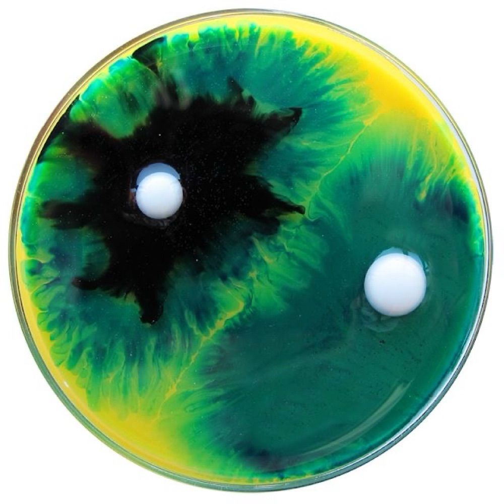 germ