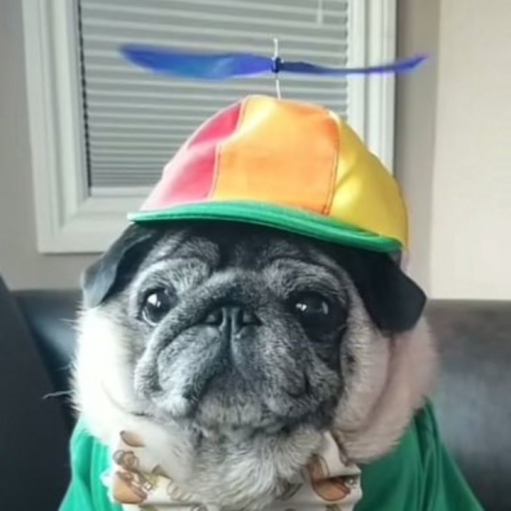 Bucket