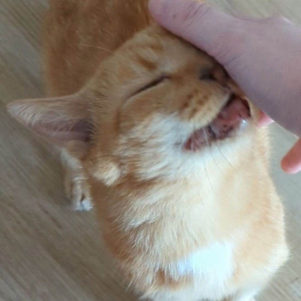 punkin bread