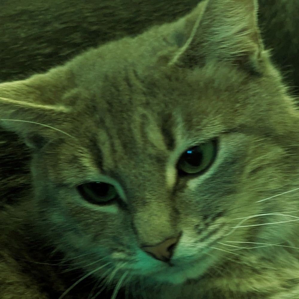 Daphne