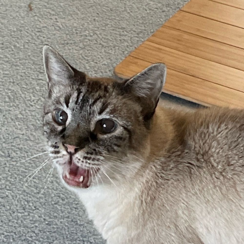 Phrynocat