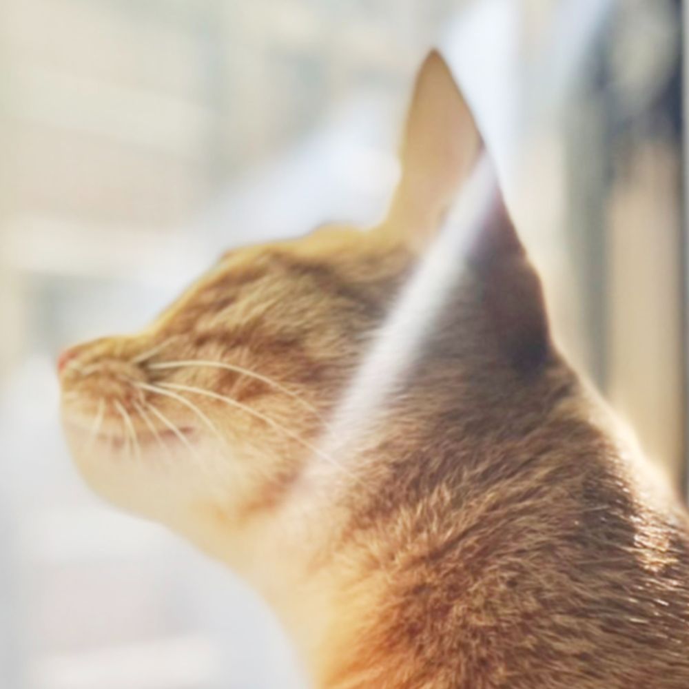 蕉